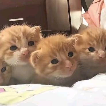 商丘领养日