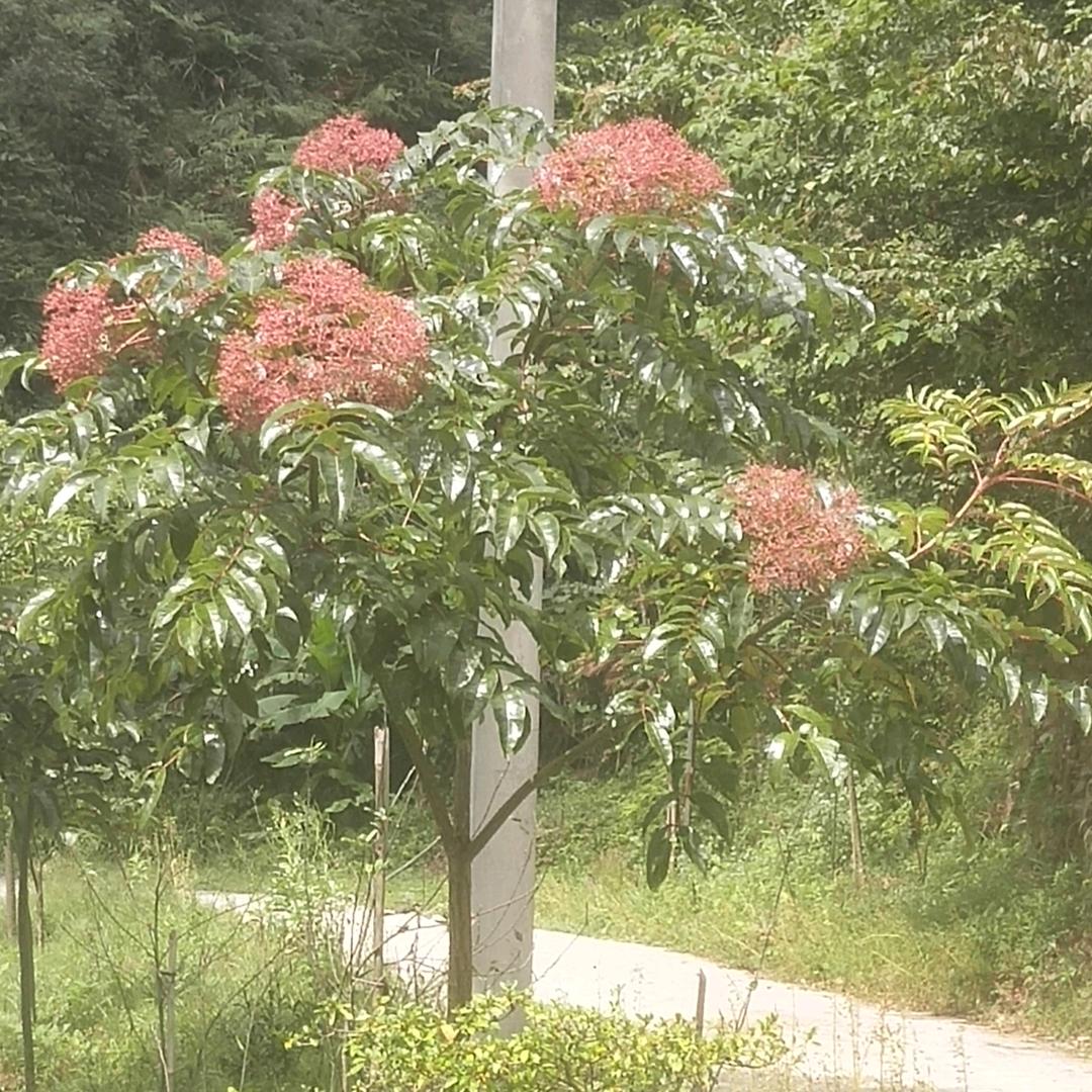 @高树花椒苗