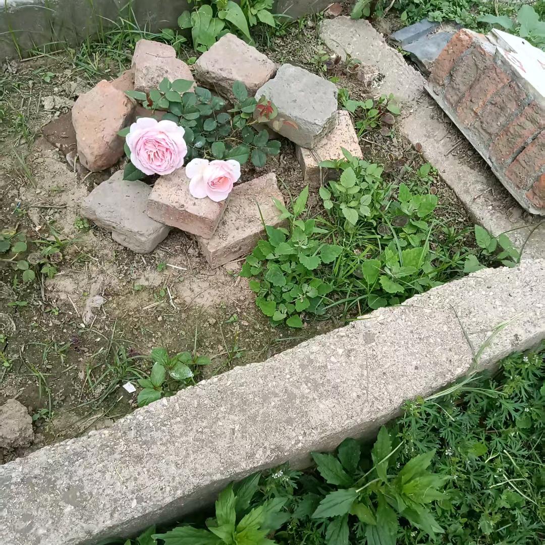 我的亲爱的姐姐叫自由自在的妞