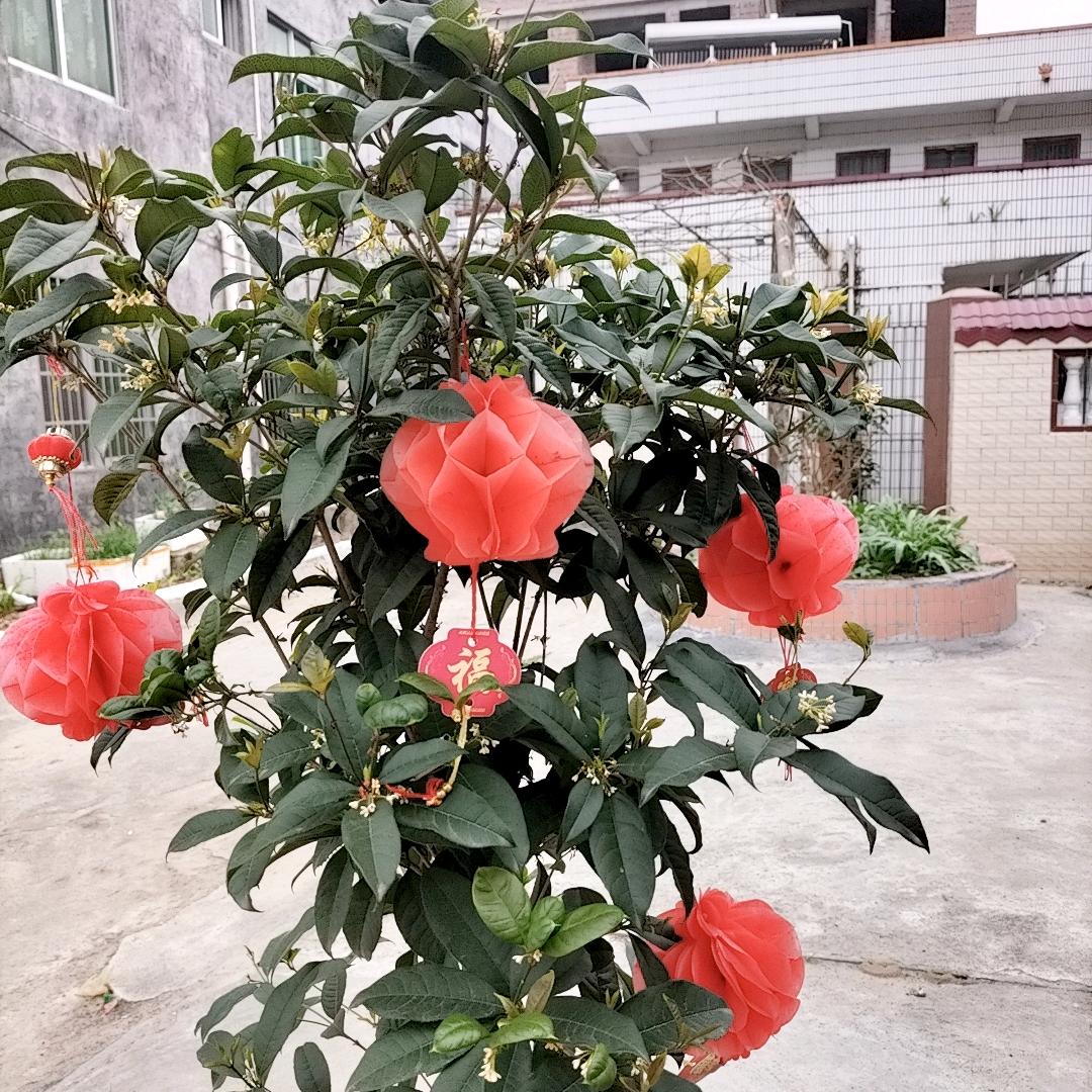 开心小曾