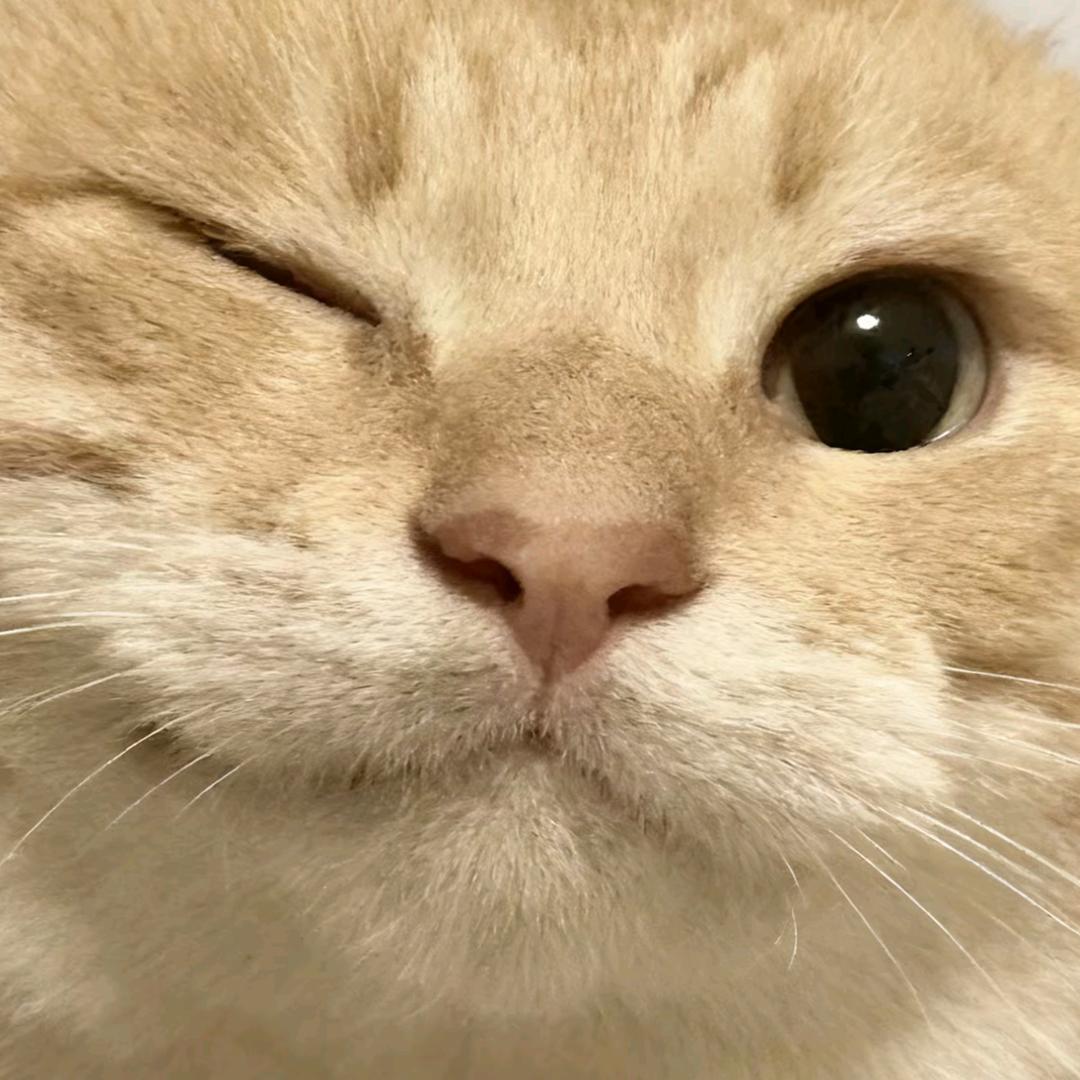 猪逼大王