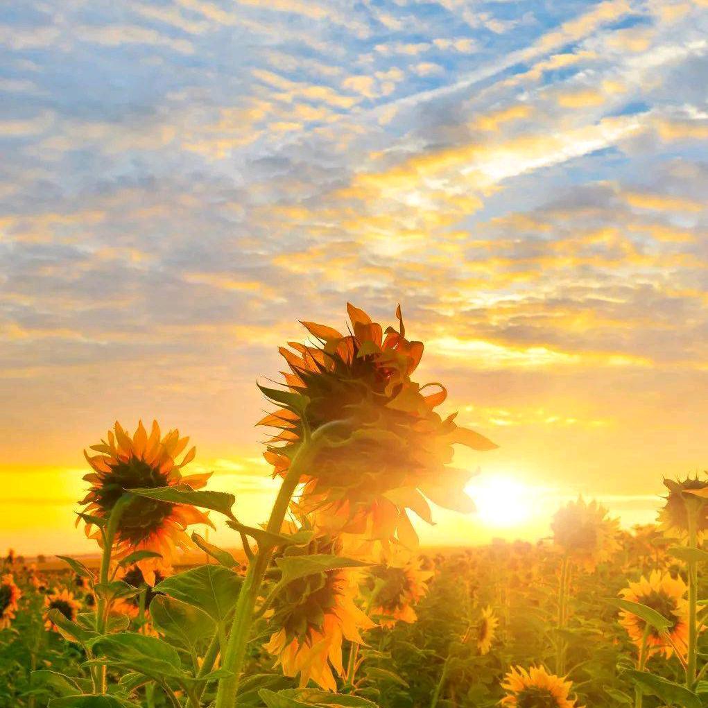 有情有你💓(ಡωಡ)