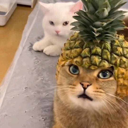 叫我杀手皇后