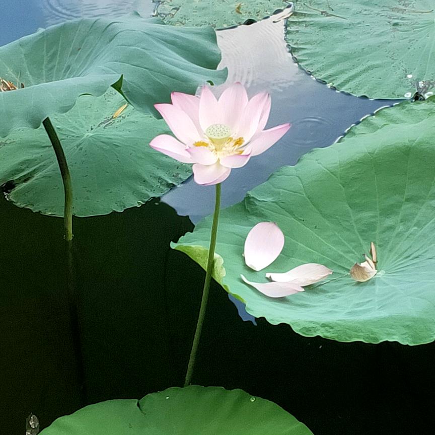 健哥安全汇