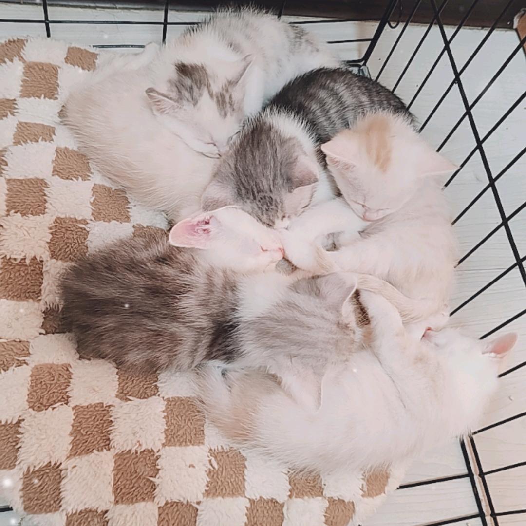 杰_