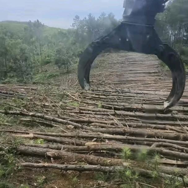 渣渣