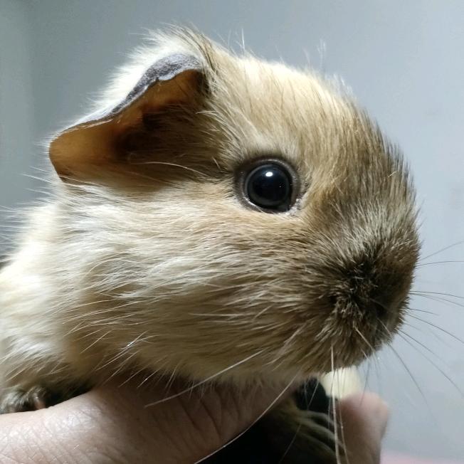小虾张不凡