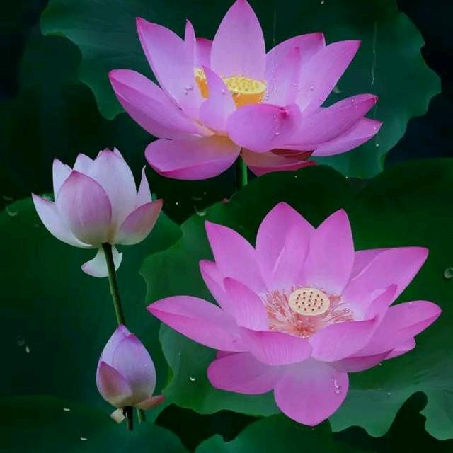 💞ღ᭄红莲盛开💞ღ᭄