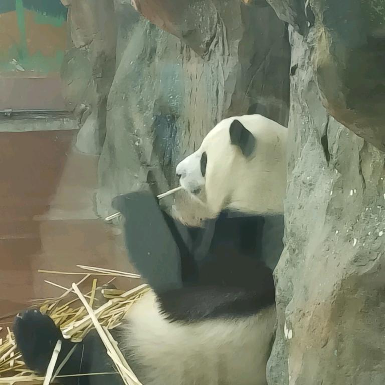 江边鸟