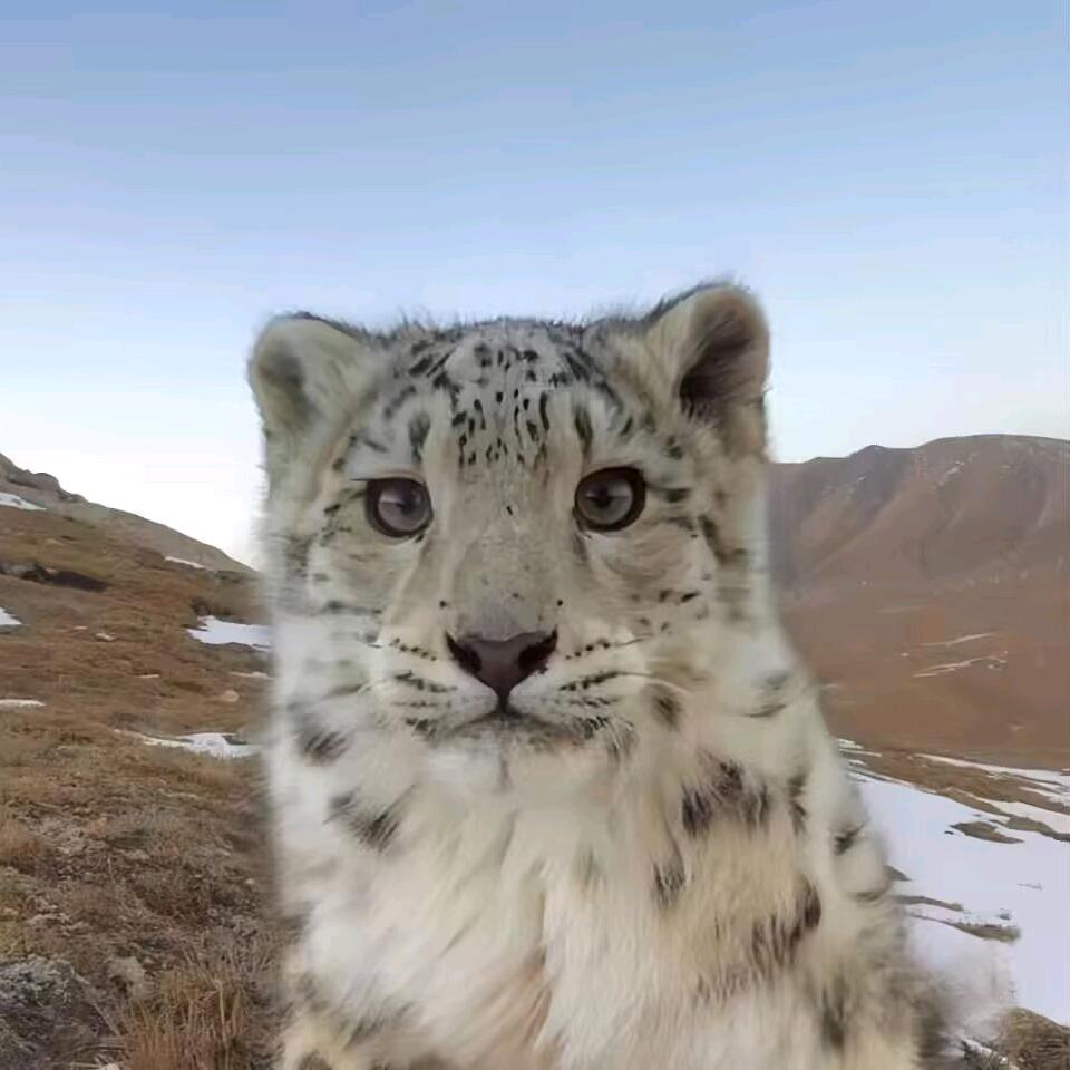 翻斗的牛图图