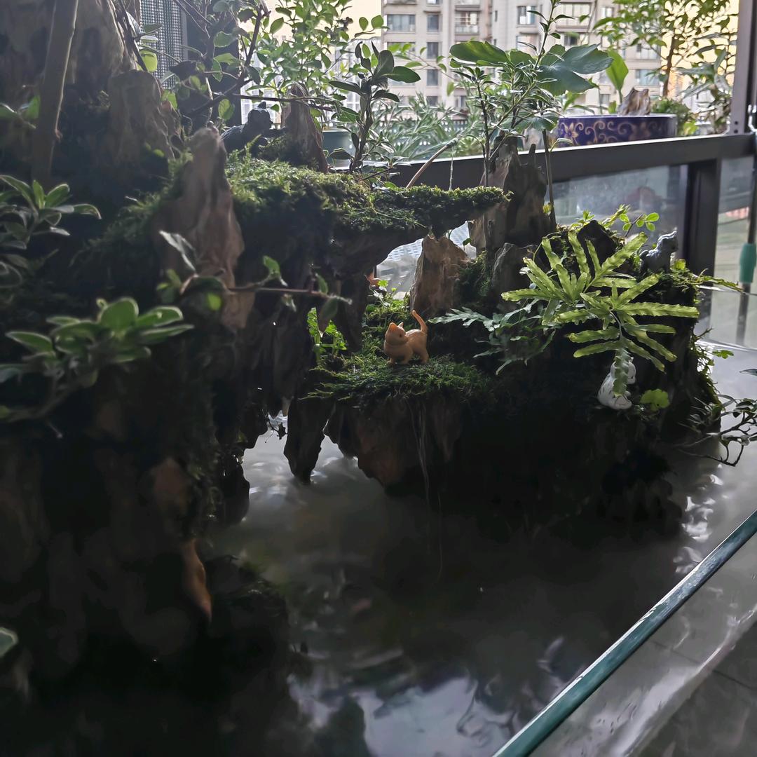 三哥养鱼（新手篇）