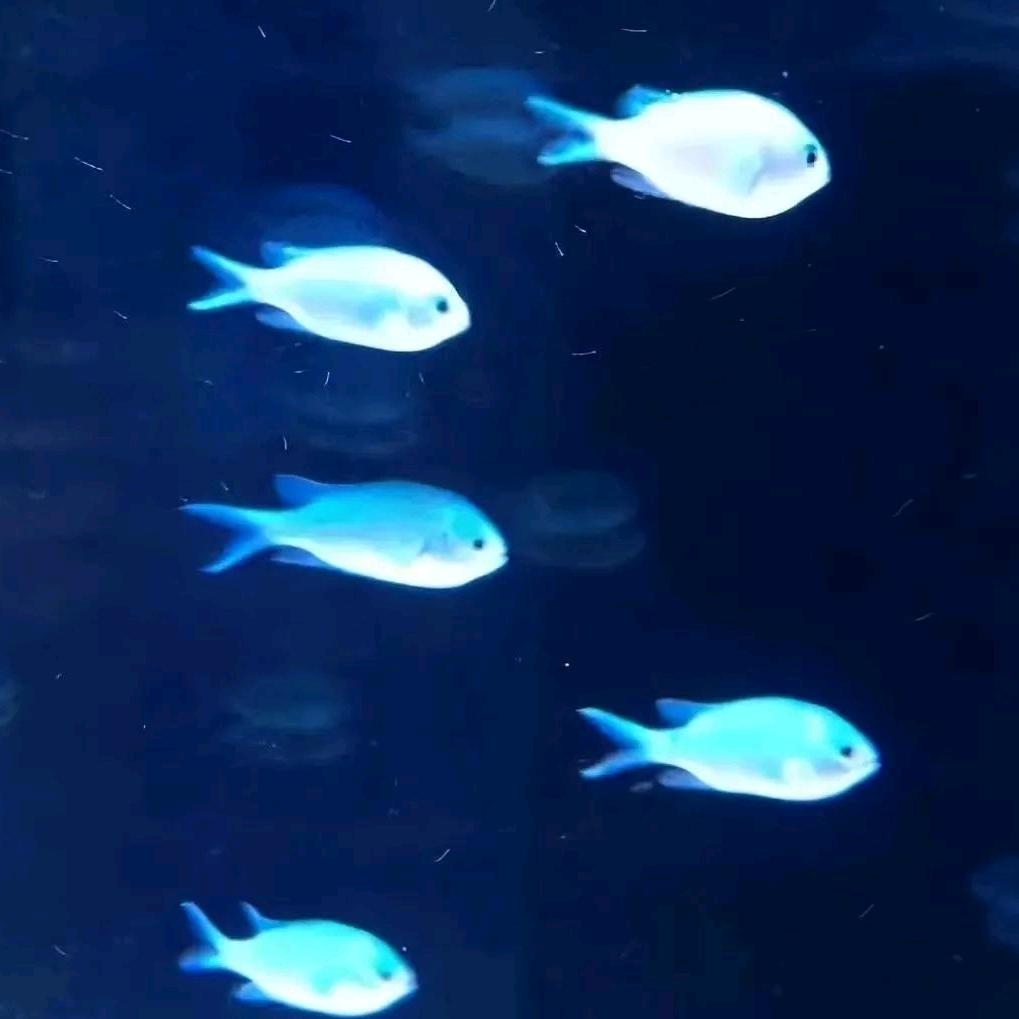 互联网2G嘴替