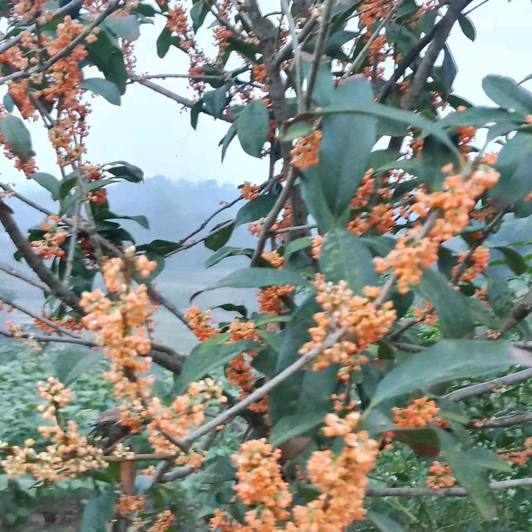 ₍˄·͈༝·͈˄*₎◞ ̑̑㜂孞