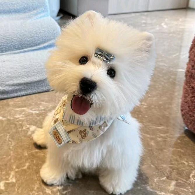 泡芙和贝果的私家好物