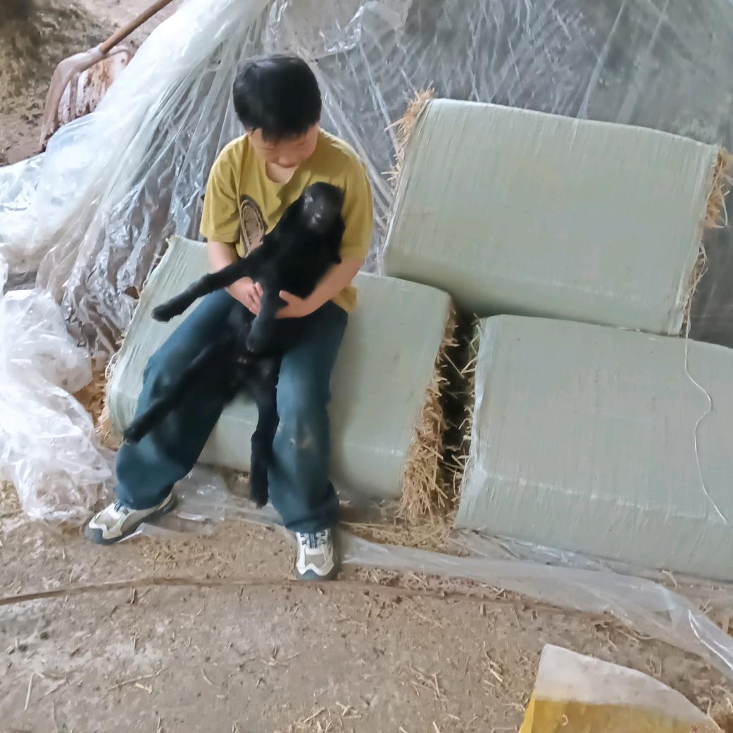 牛牛牛