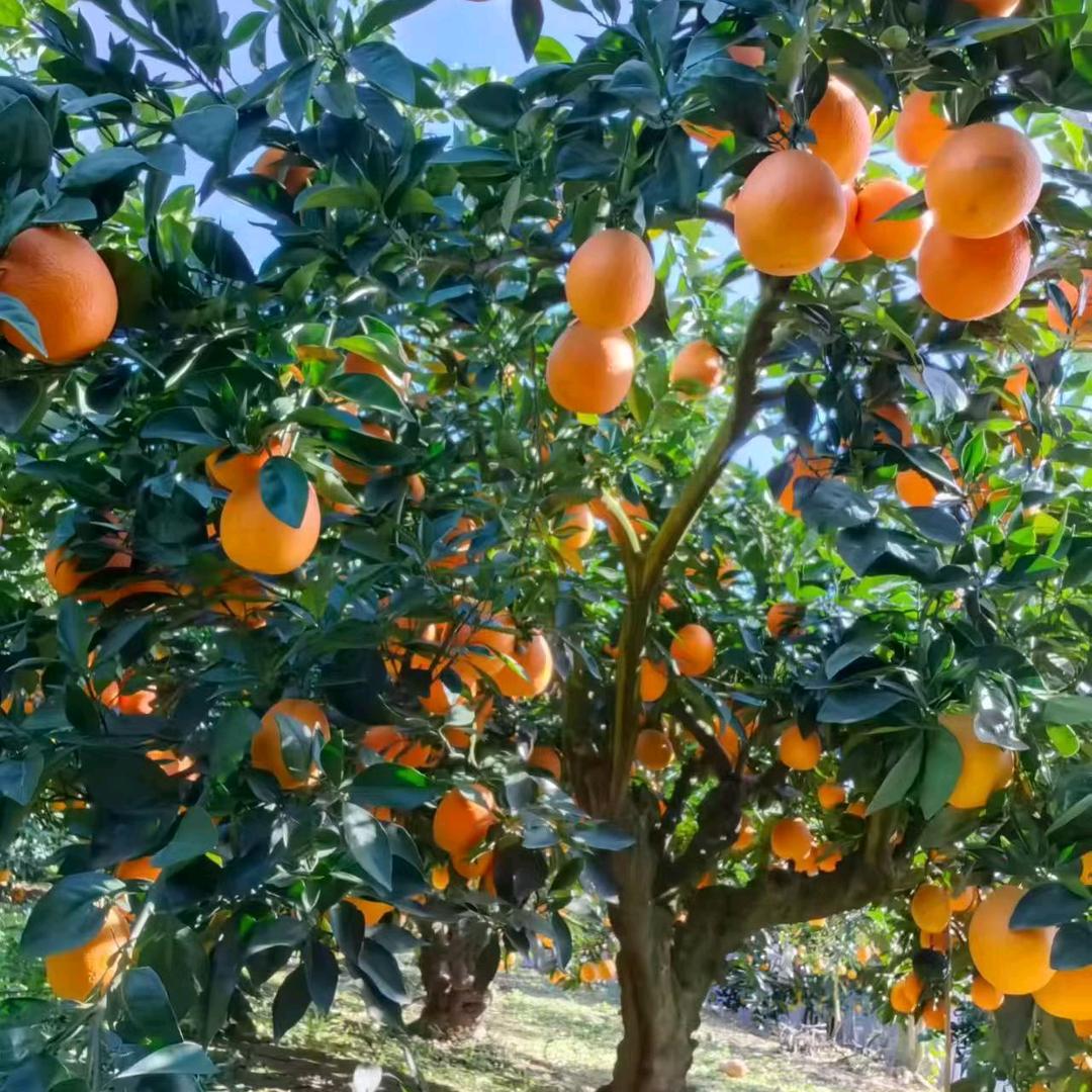 🌸笑对人生🍀