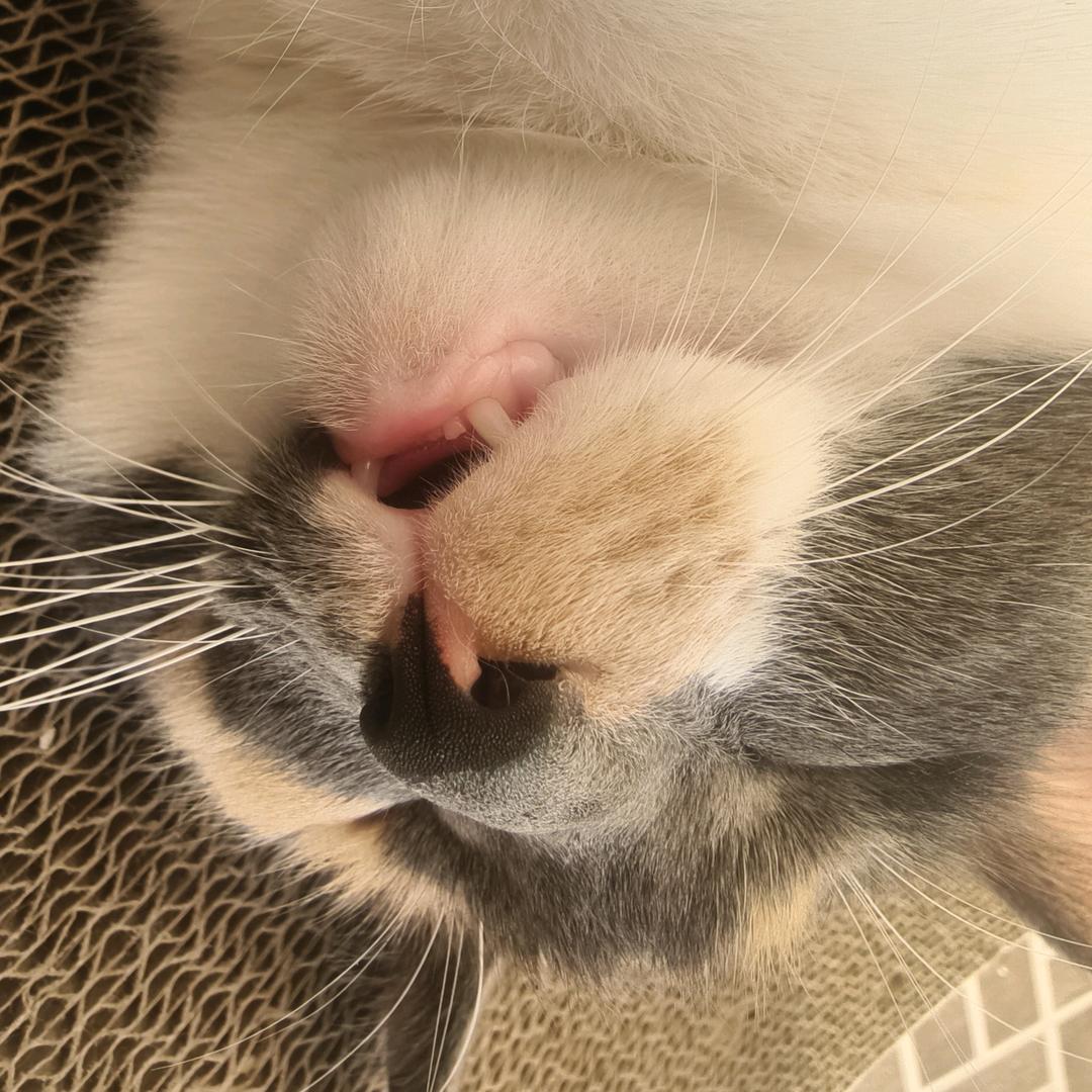 你指定是有猫饼