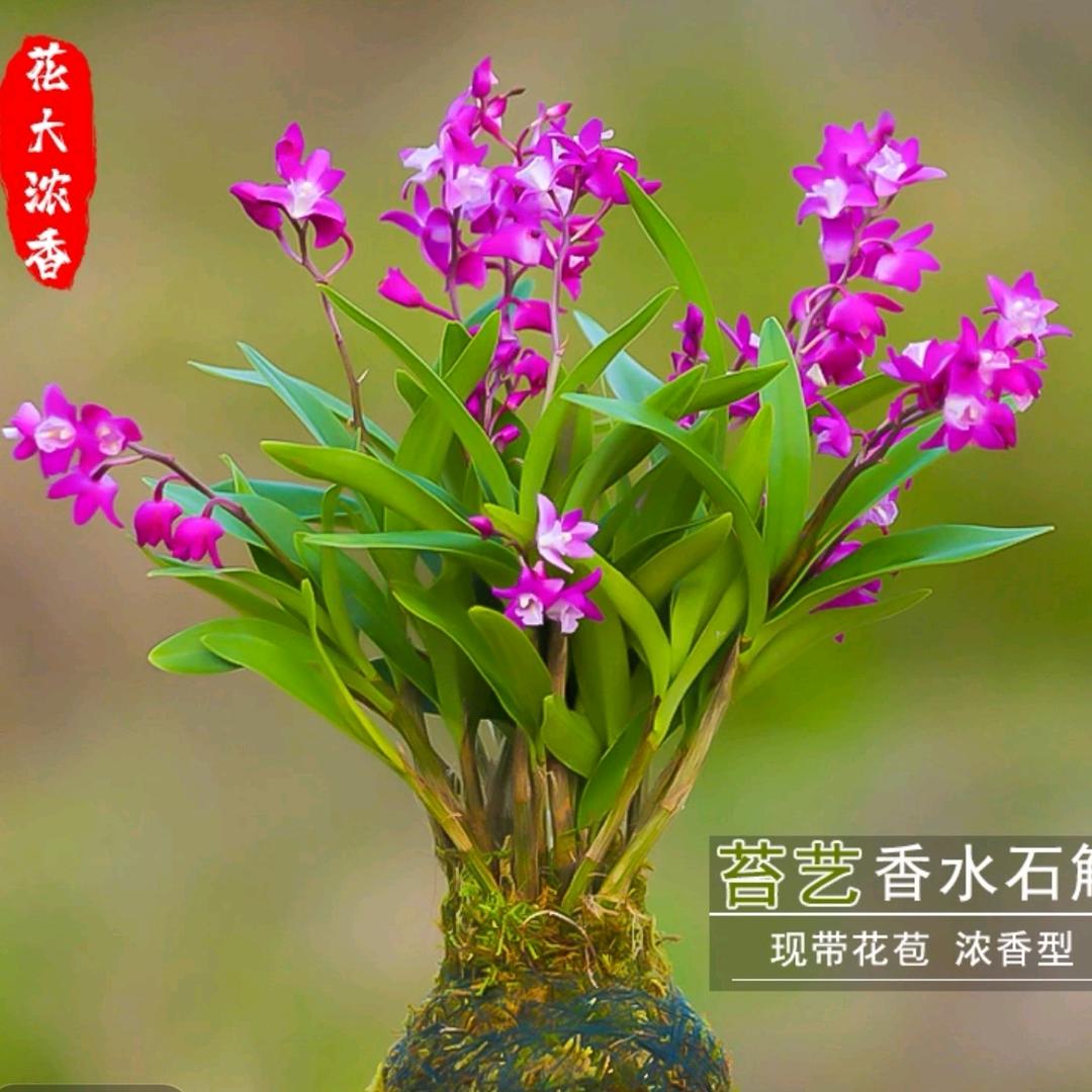 时光兰得木乐
