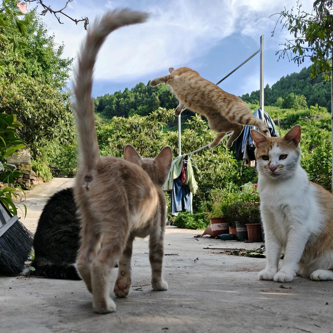 婆婆的流浪猫（新号开播）