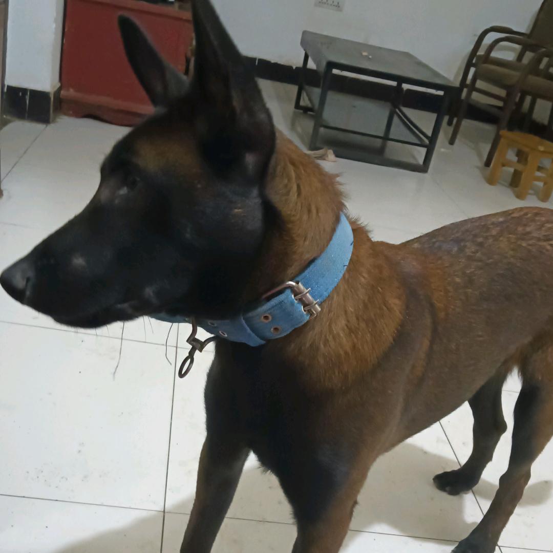 马犬爱好者