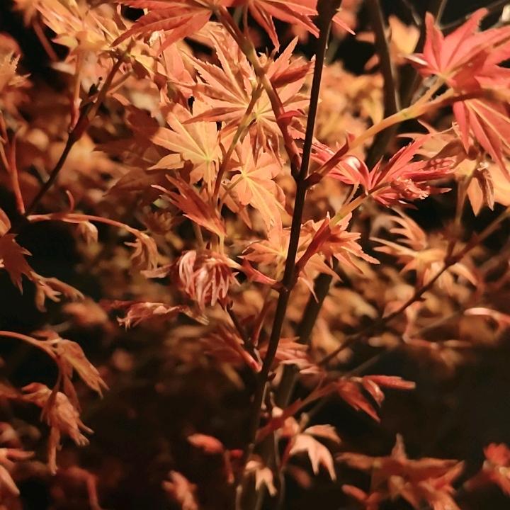 战神哥