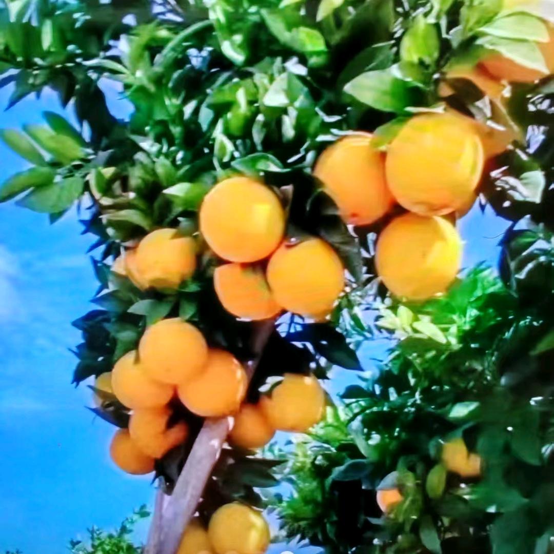 打不还手 骂不还口 慈序