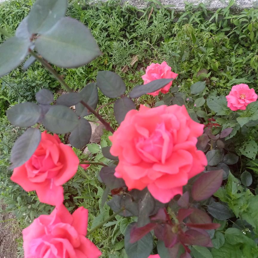 玫瑰花🌹