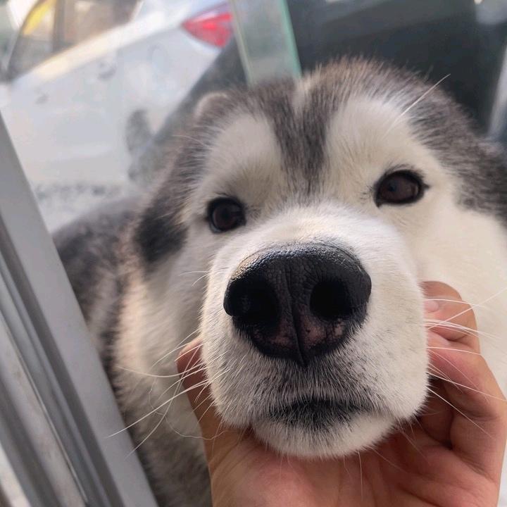 哦吼