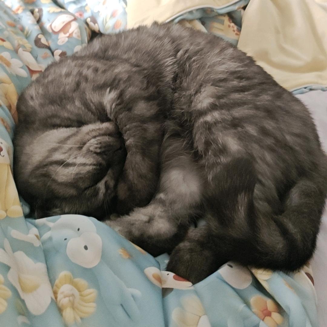 露从今夜白 月是故乡明