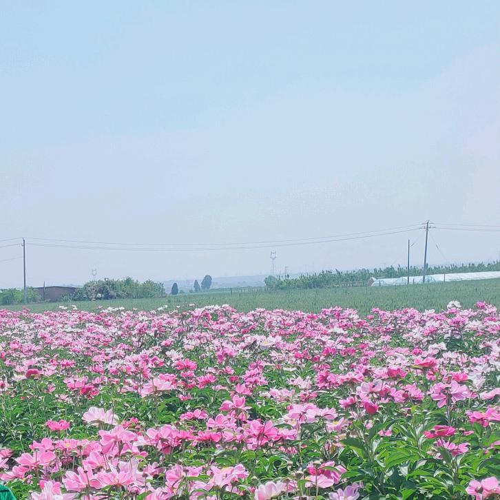 柠蒙哥