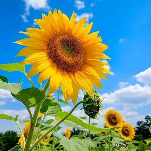🌻向日葵🌻