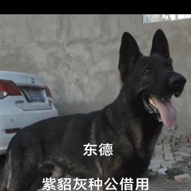 山西运城小杨