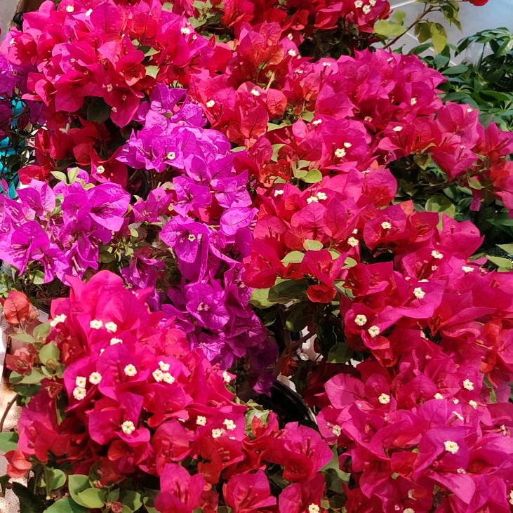 <古月>
