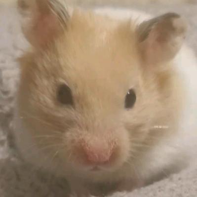 ˃ʍ˂困困(锦鲤附体!)