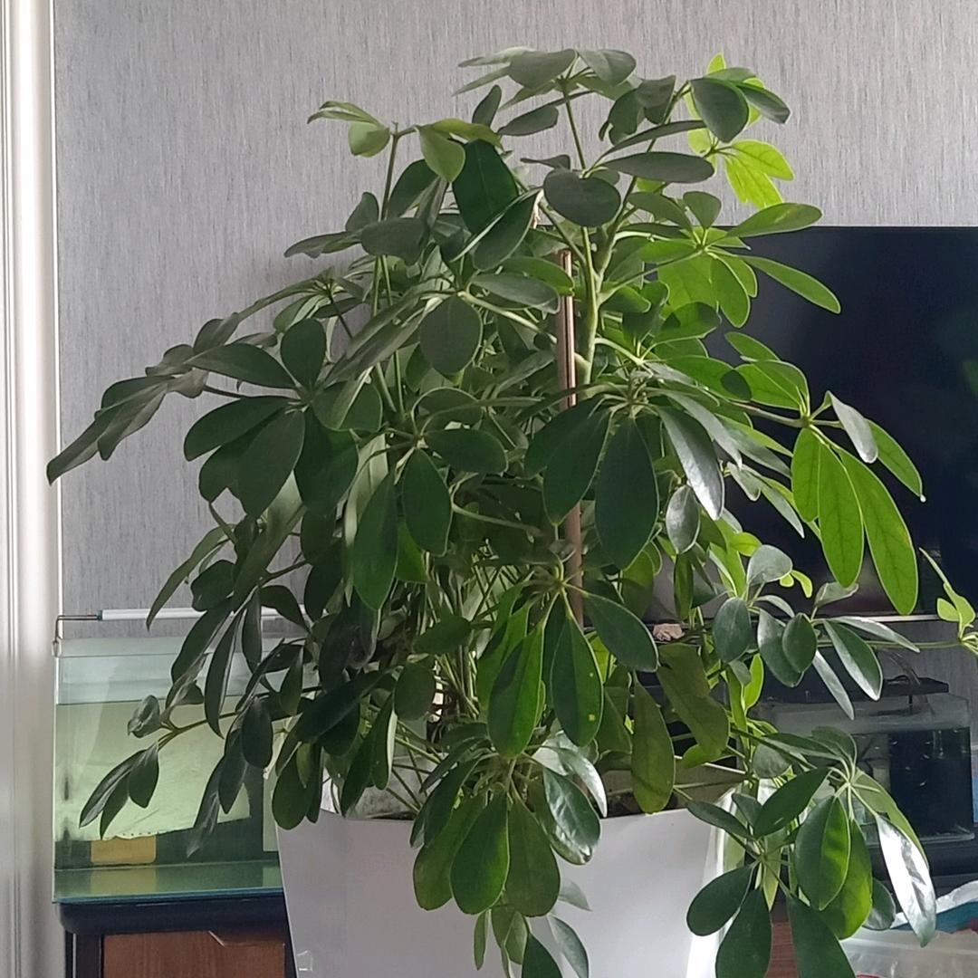 米小铺优选