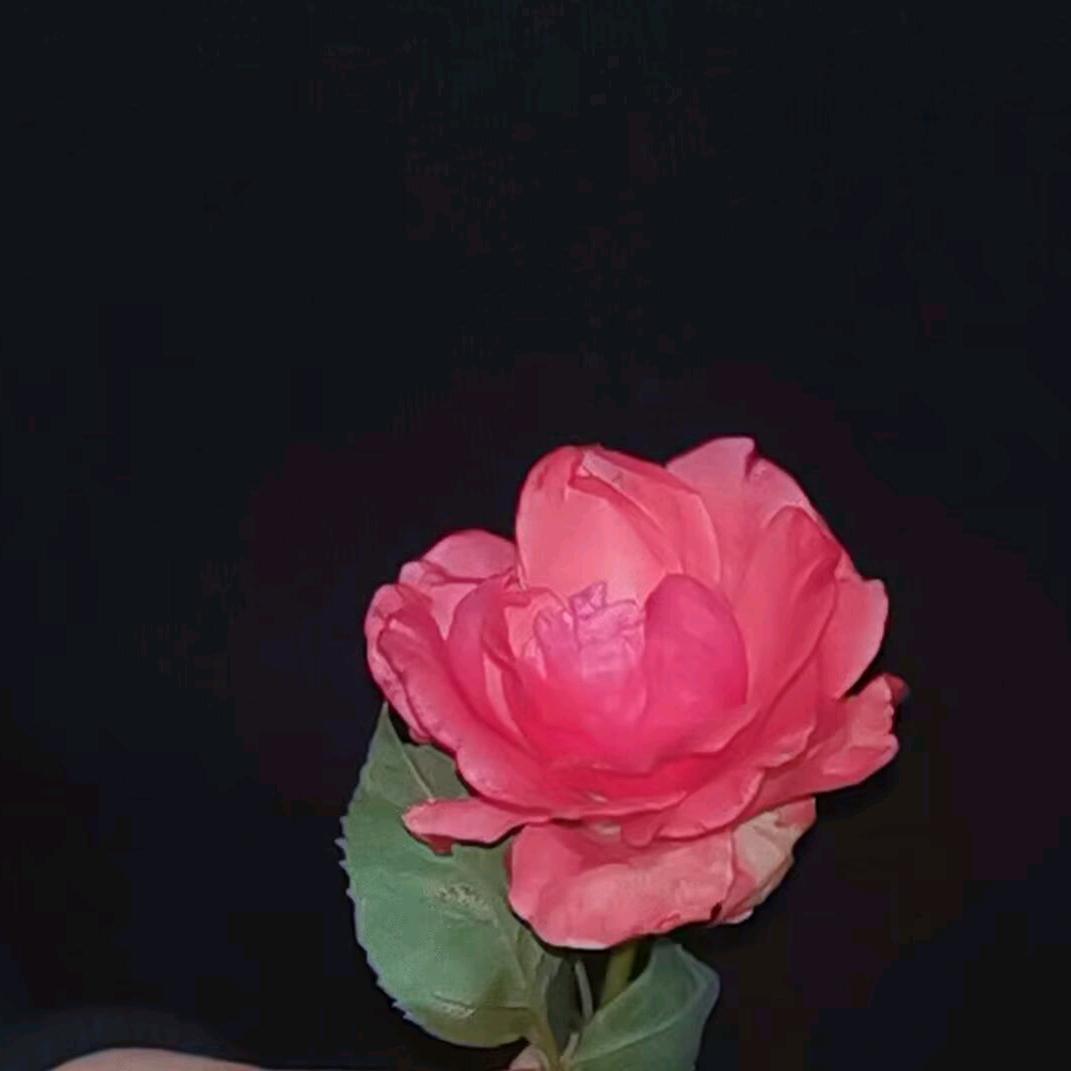 大米芽