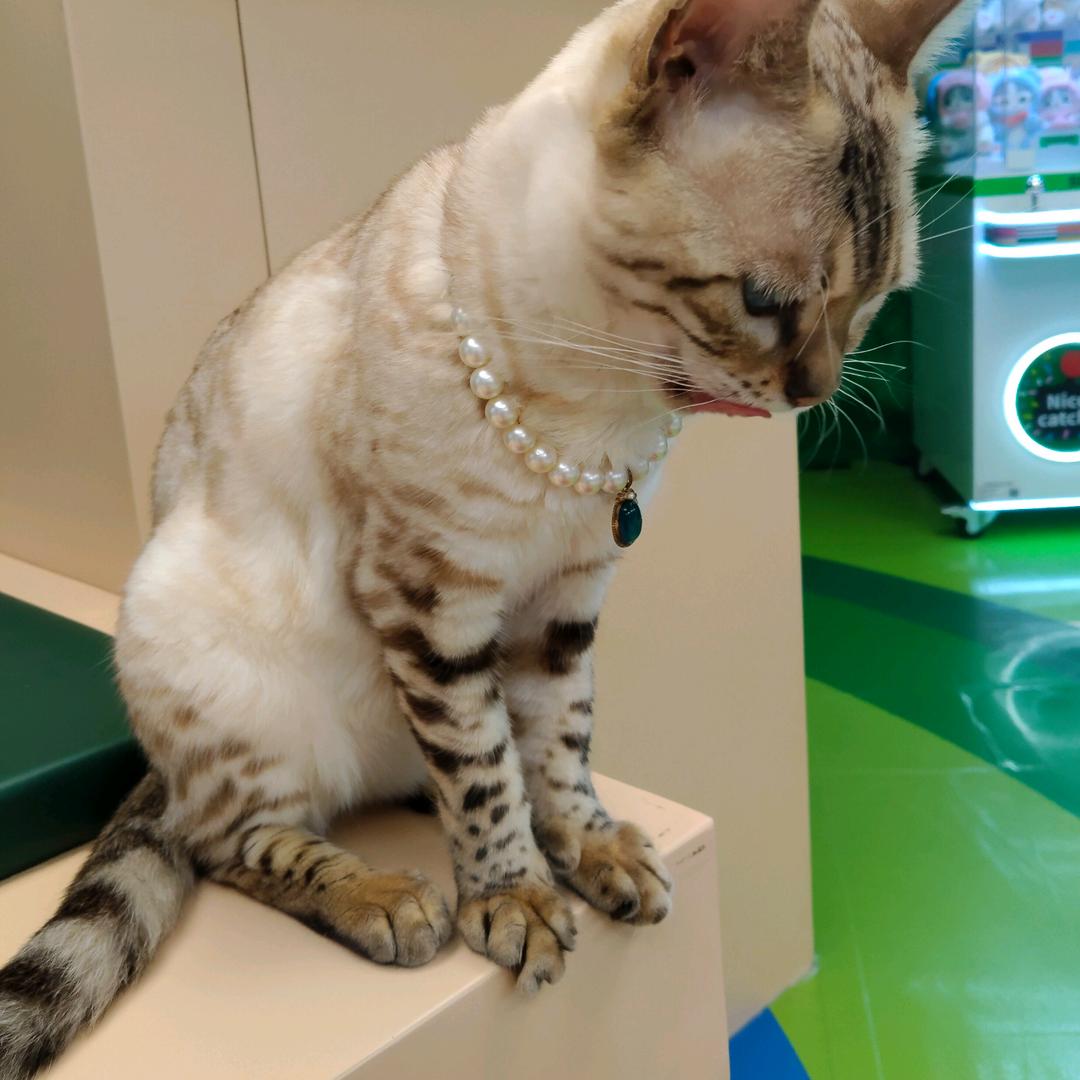 ღ᭄ꦿ °朝朝暮暮এ⁵²º᭄এ