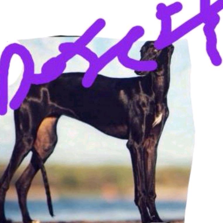 阳光犬舍