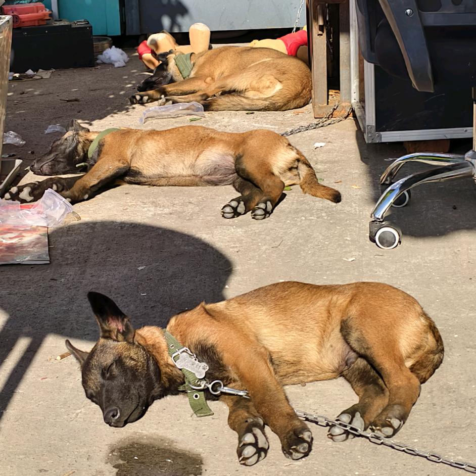 三马（犬）之家😏