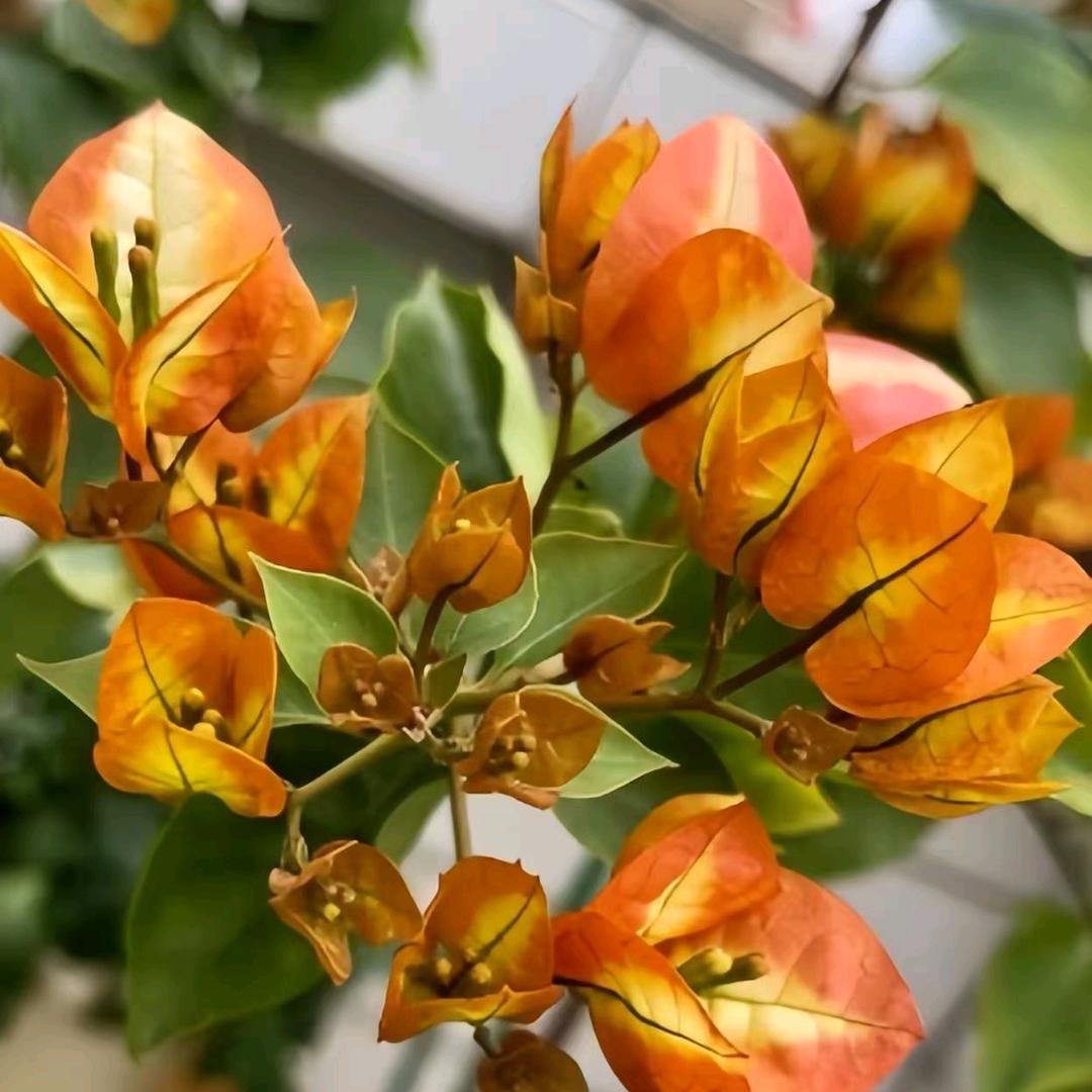 艺辰花卉三角梅