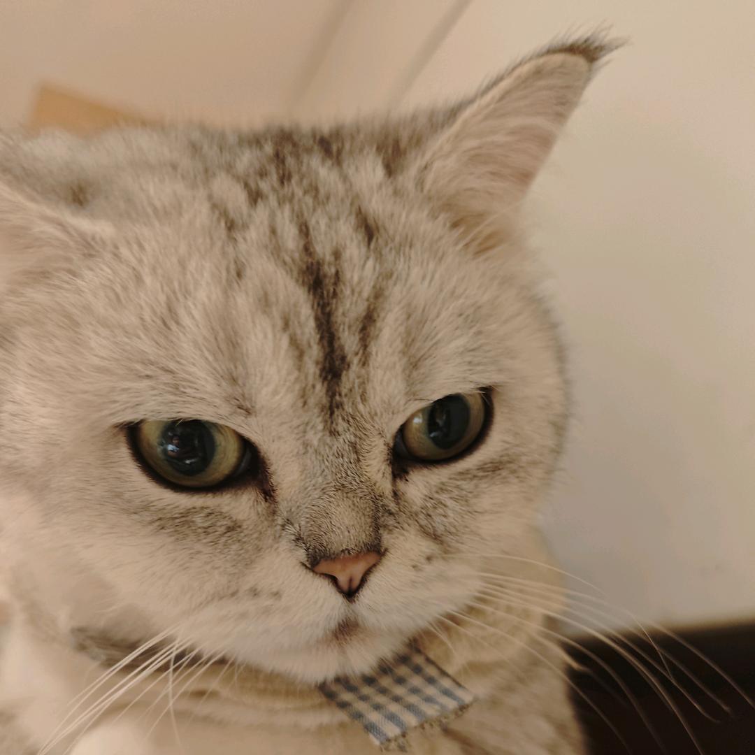不爱洗澡的喵喵₍˄·͈༝·͈˄*₎◞
