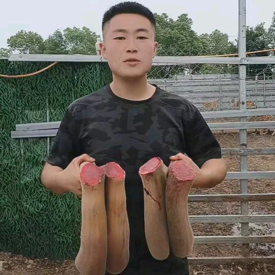 淮南顺茂梅花鹿养殖🦌🦌🦌