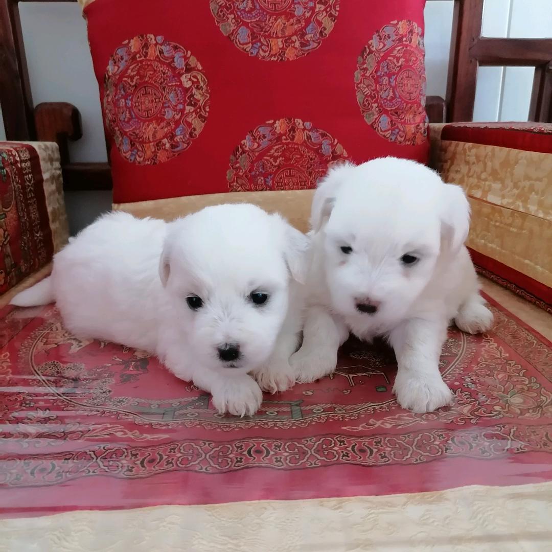 棉花面沙犬