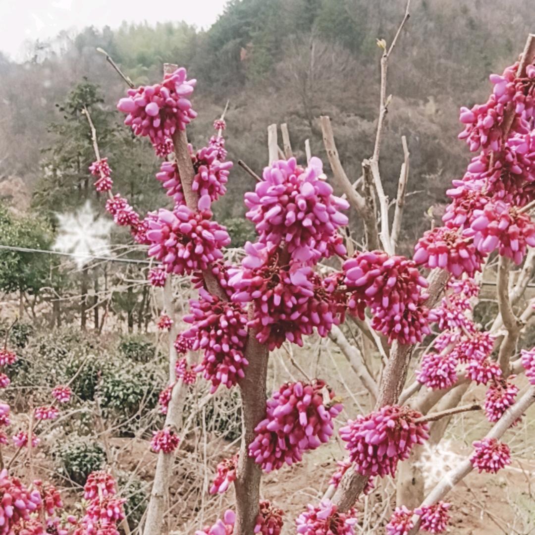 皖岳大叔