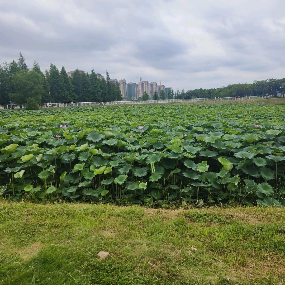 帅帅麻麻