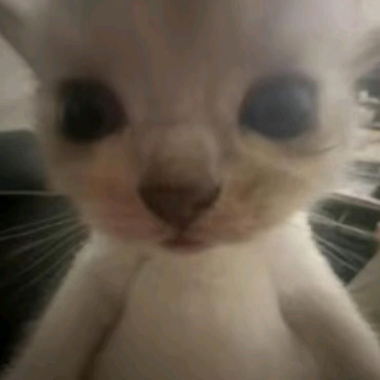 猫小猫੭