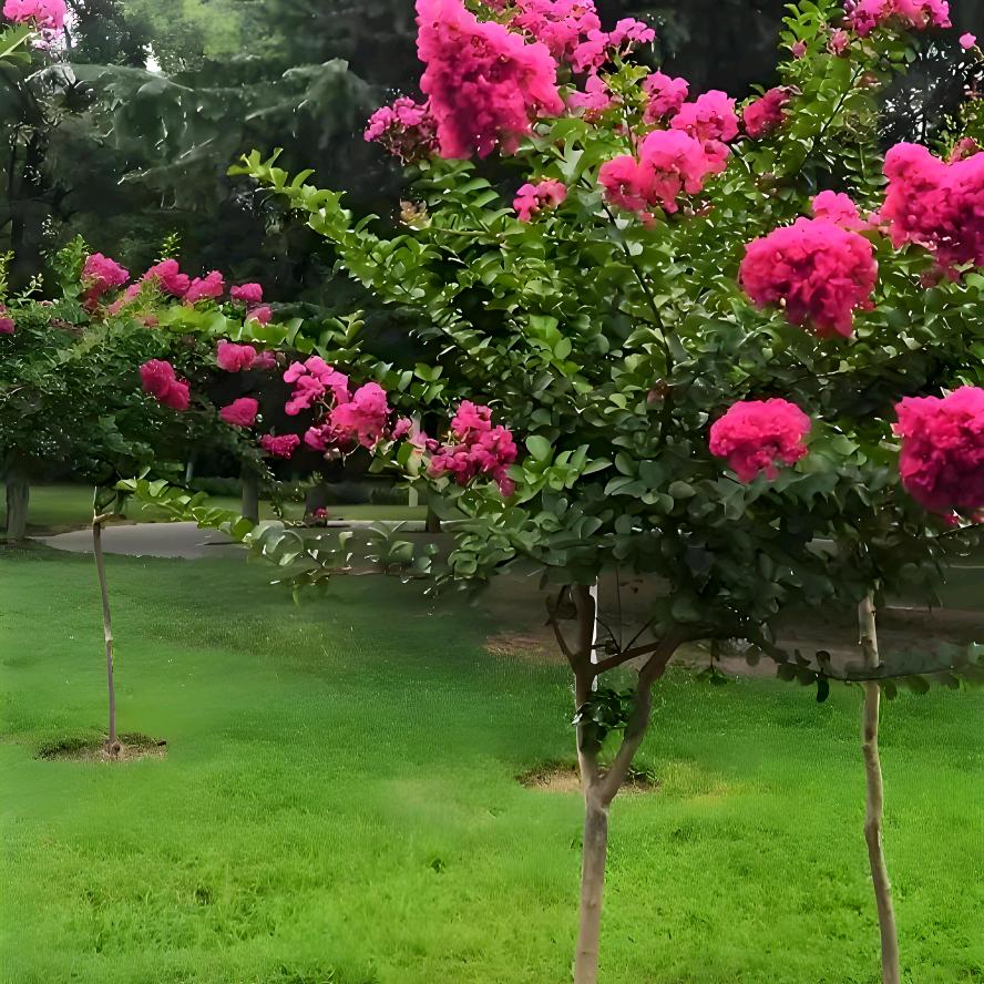 紫薇老桩紫薇园林