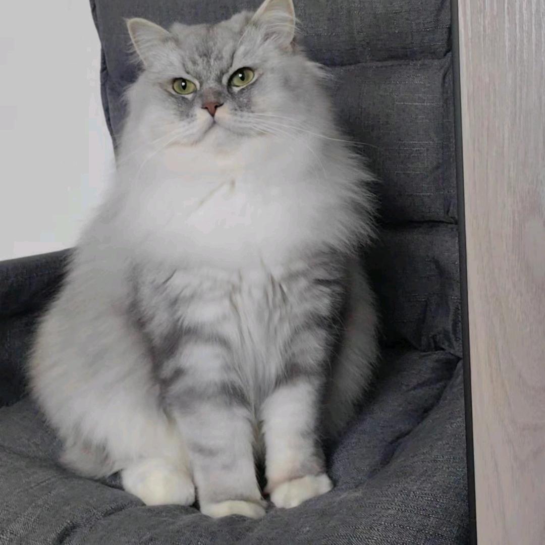 枫叶（三角洲行动）