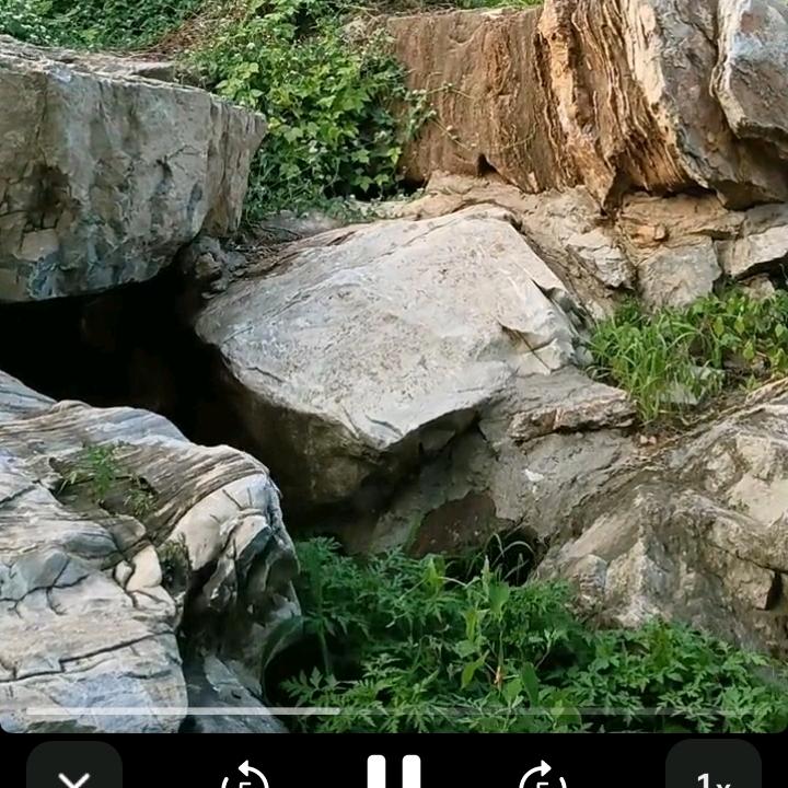 盼望小傻瓜有人tong