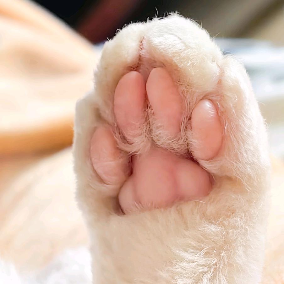 大王猫主子